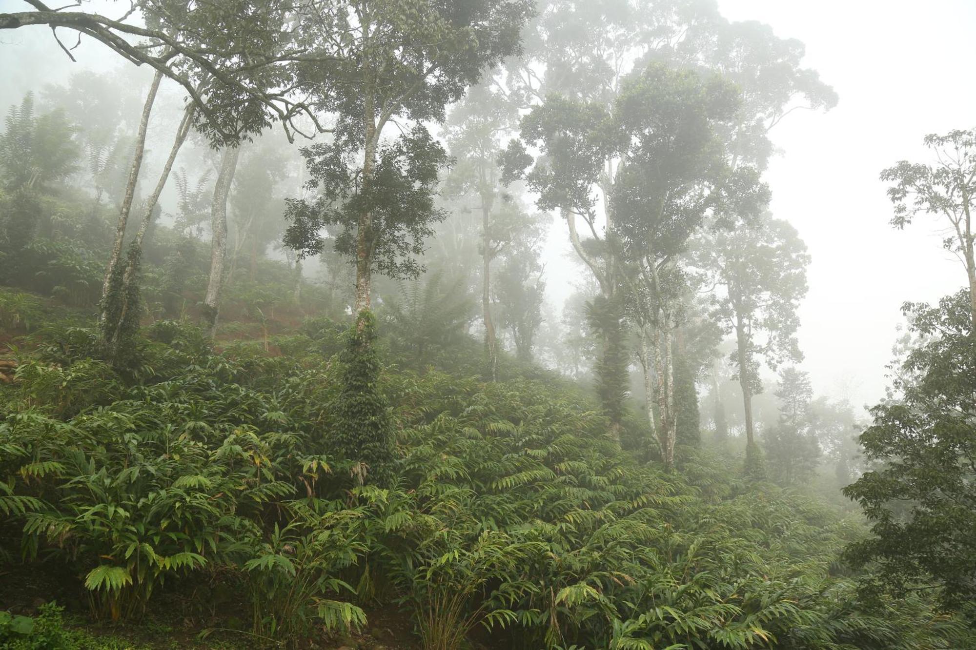 Spice Forest Plantation Homestay, Thekkady Vandiperiyar Экстерьер фото