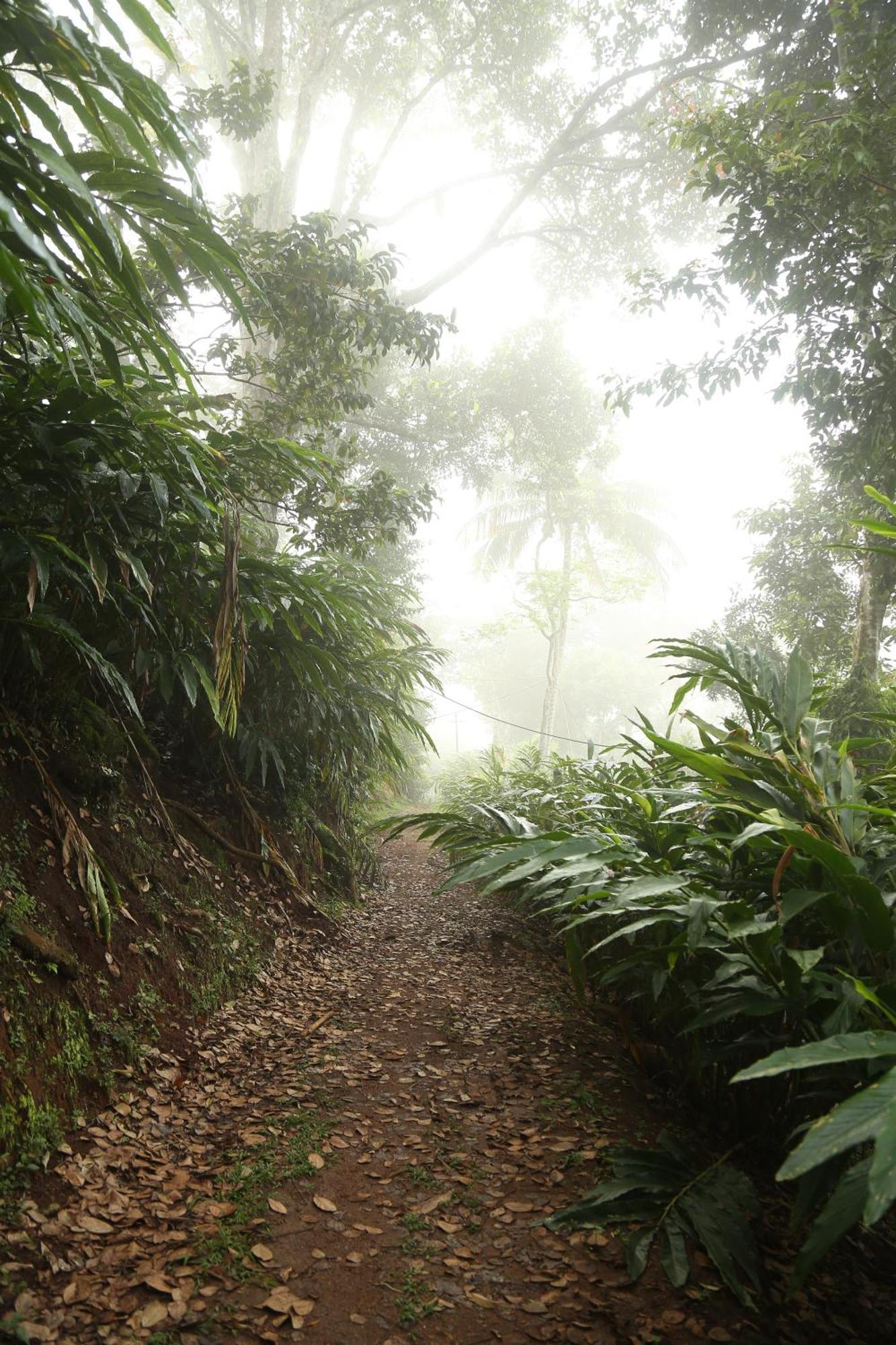 Spice Forest Plantation Homestay, Thekkady Vandiperiyar Экстерьер фото