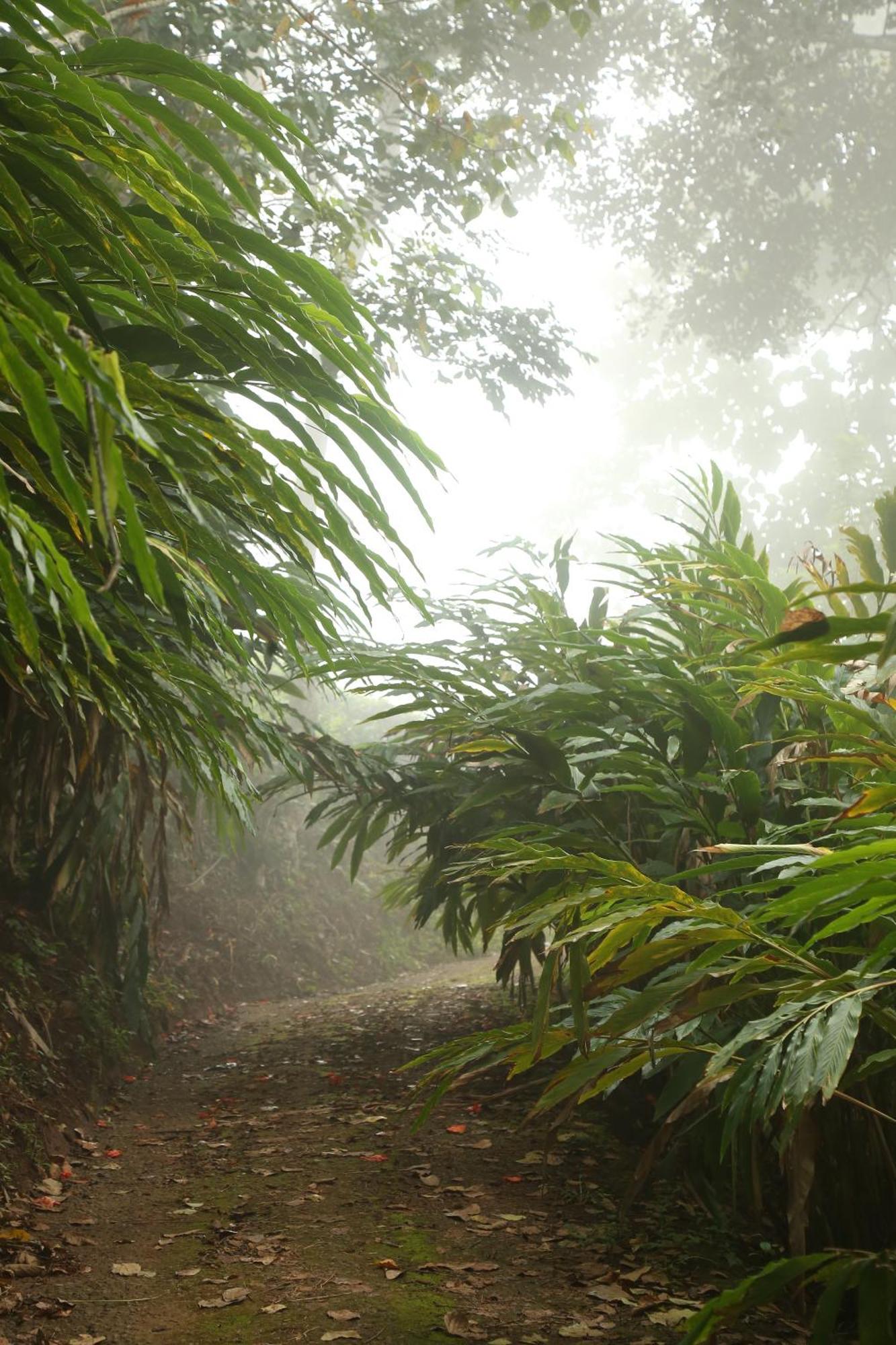 Spice Forest Plantation Homestay, Thekkady Vandiperiyar Экстерьер фото